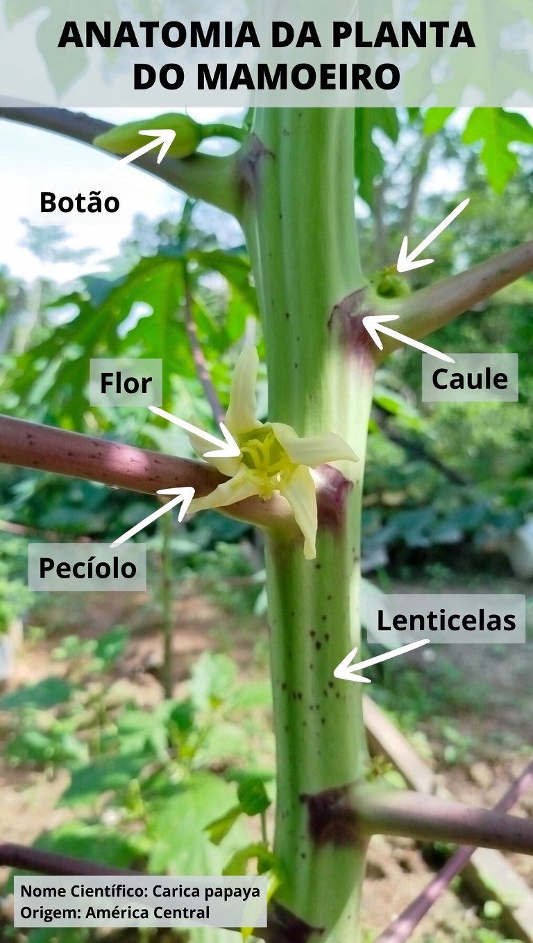 O Segredo do Bem-Estar Familiar que Você Nunca Ouviu Falar: Mel de Flor de Mamão para Conforto Digestivo, Imunidade e Muito Mais