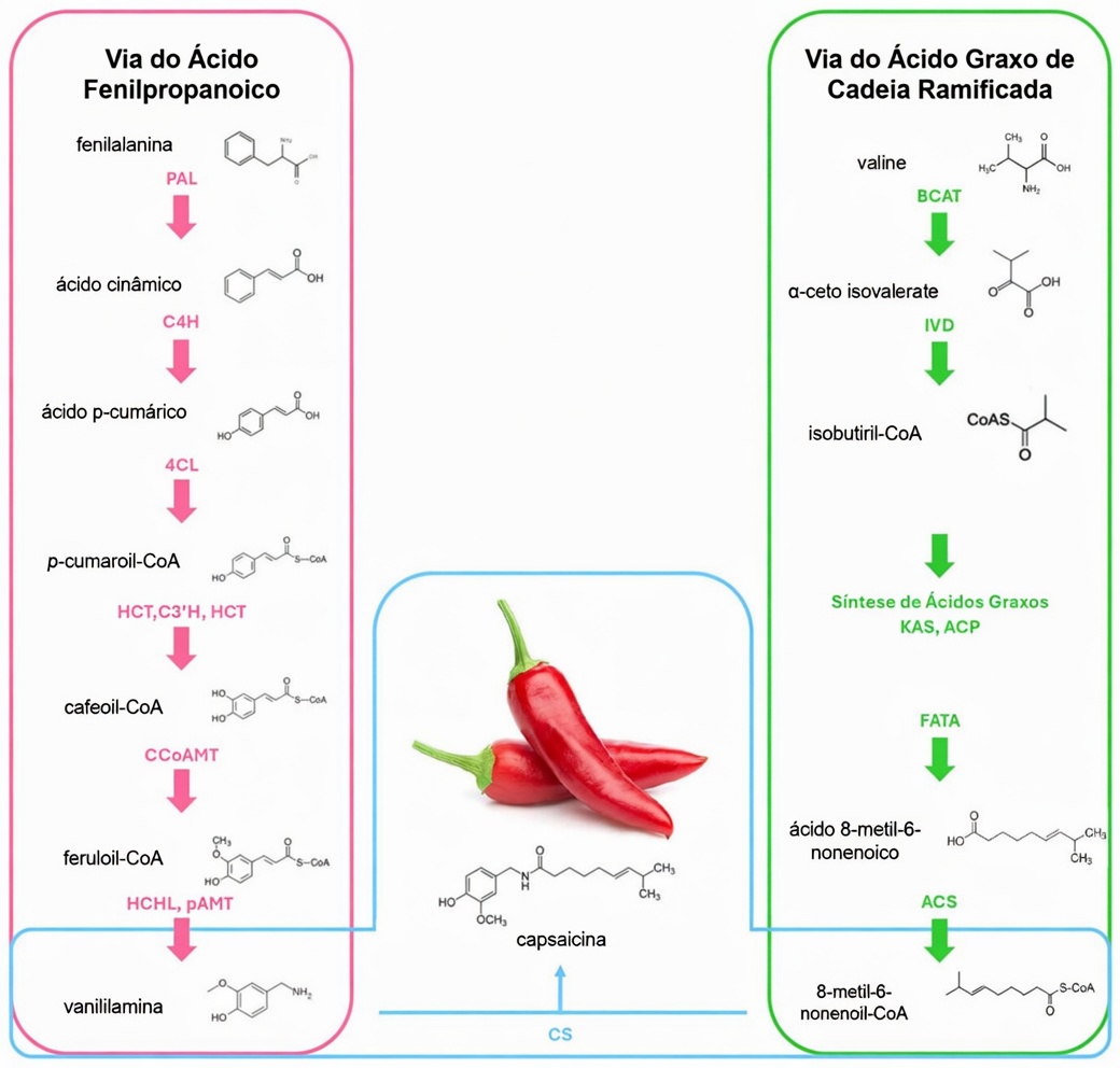 Idosos, Comam ISTO Antes de Dormir para Aumentar o Fluxo Sanguíneo e a Circulação nas Pernas e nos Pés em 24 Horas!