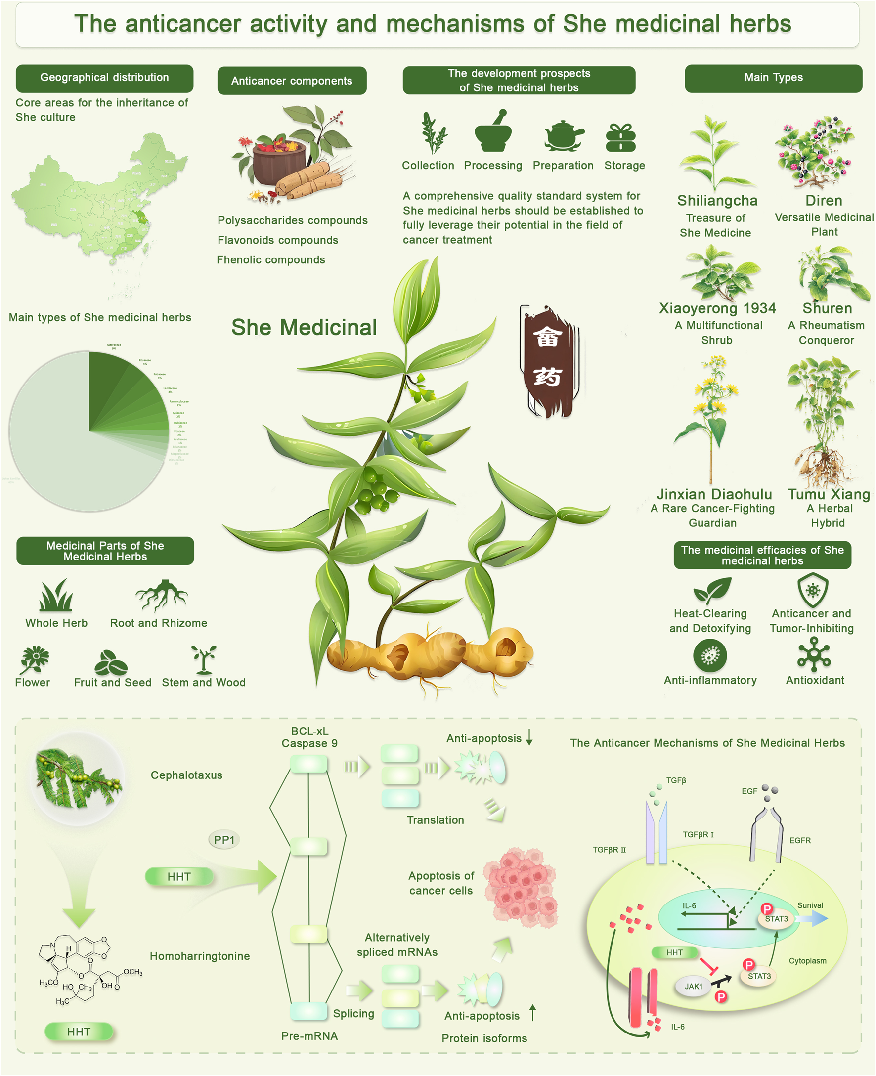 A Folha que “Combate o Câncer em 24 Horas”: O Que a Ciência Realmente Diz