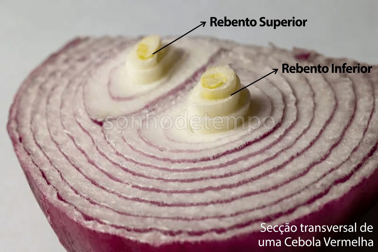 Descubra 12 Benefícios Potenciais de Usar Cebola Roxa no Rosto na Sua Rotina de Cuidados Naturais com a Pele