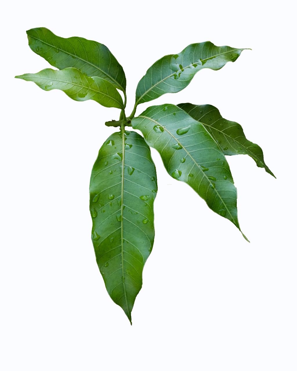 Folhas de Manga: Descubra Seus Benefícios Ocultos e Usos Faça Você Mesmo