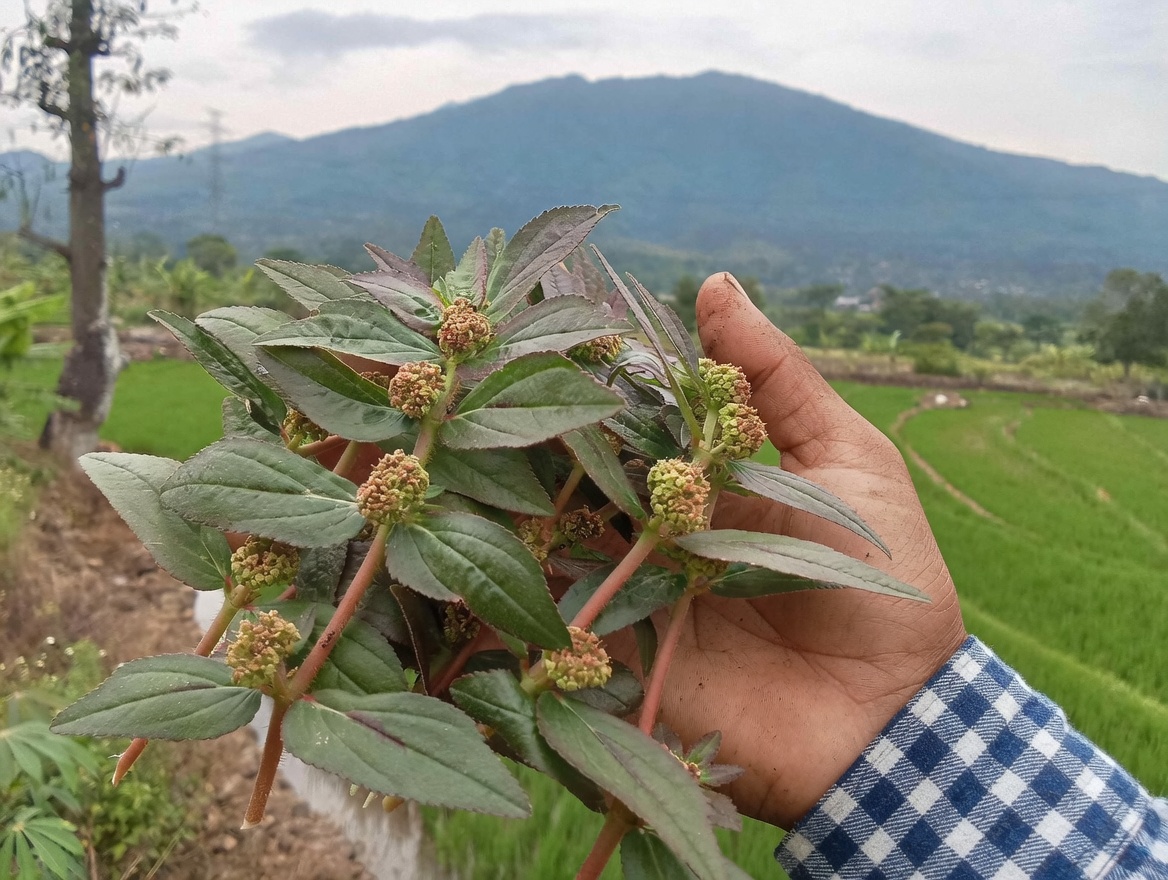 Esta Planta Euphorbia Hirta Melhora a Visão Naturalmente — Veja a Diferença