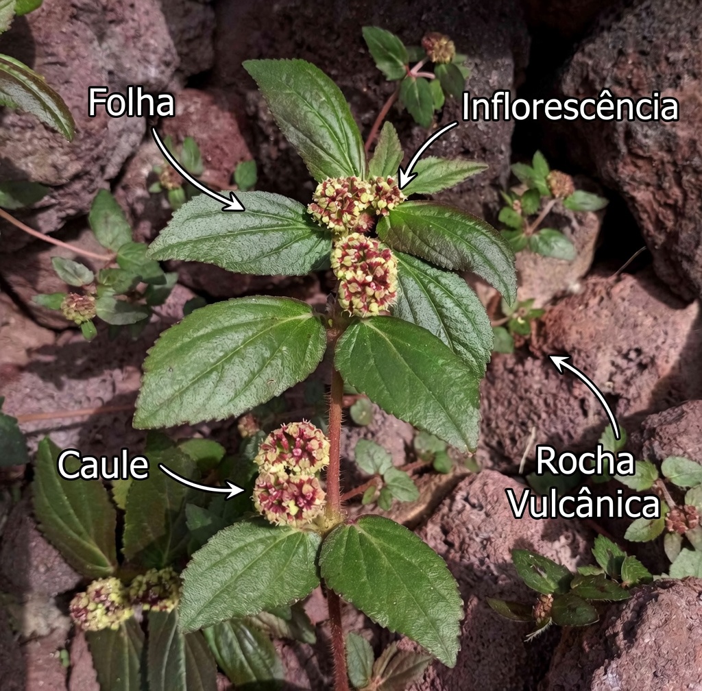Esta Planta Euphorbia Hirta Melhora a Visão Naturalmente — Veja a Diferença