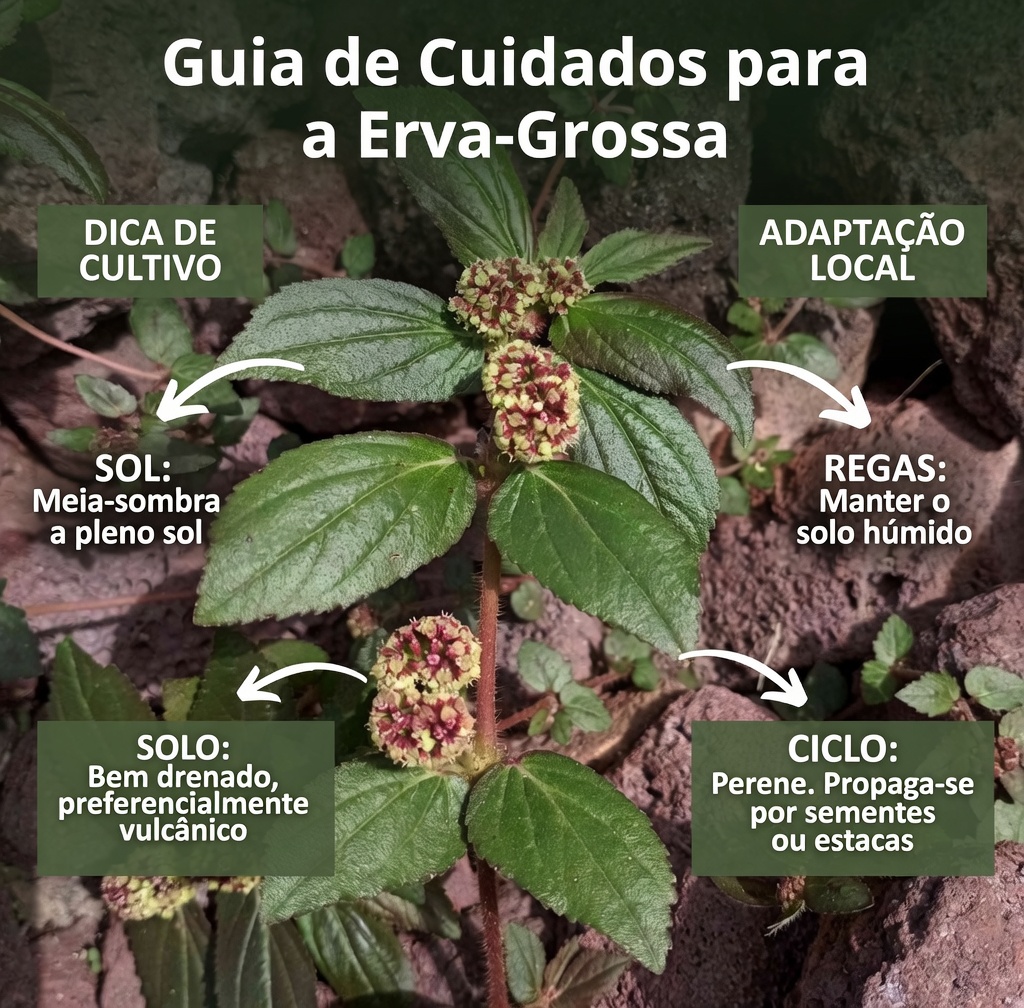 Esta Planta Euphorbia Hirta Melhora a Visão Naturalmente — Veja a Diferença
