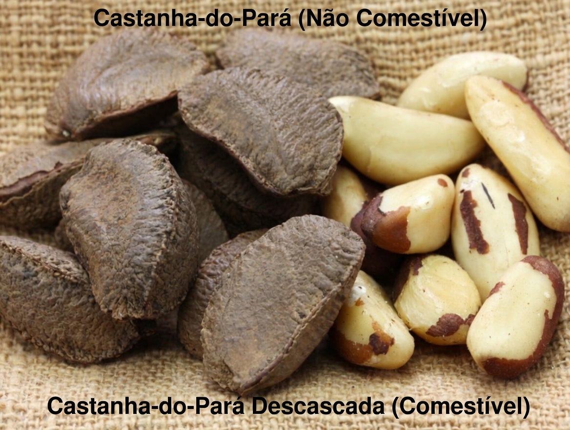 6 Nozes que Podem Apoiar as Defesas Naturais do Seu Corpo Após os 45