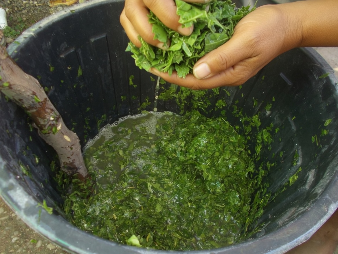 Este hábito tradicional com folhas de nim pode ajudar a sua circulação e o equilíbrio do açúcar no sangue?