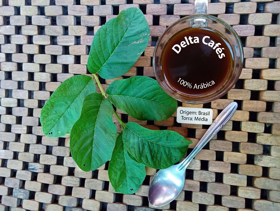 Alerta sobre o chá de folhas de goiabeira: por que muitos idosos estão começando este hábito diário