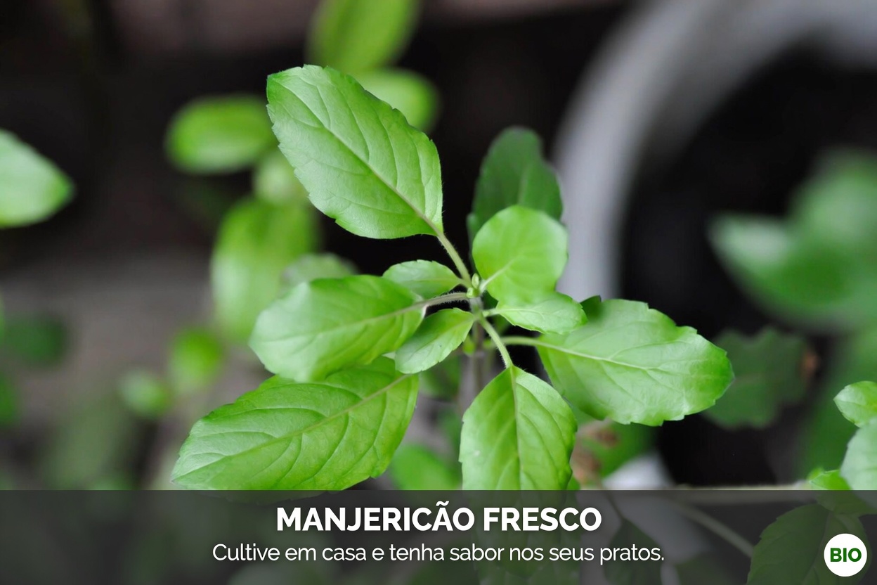 Será que esta folha sagrada pode, discretamente, ajudar a promover um sorriso mais saudável enquanto você cuida da sua boca?