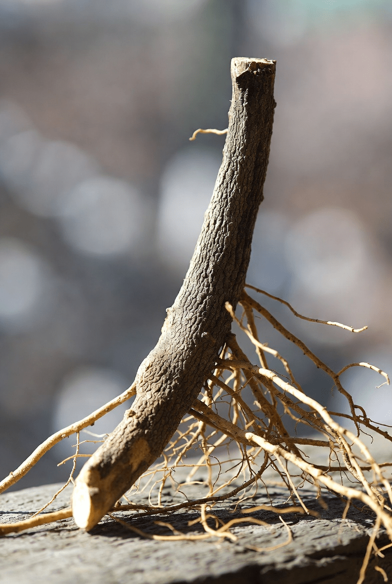 Descubra os usos tradicionais e os potenciais benefícios da raiz de alcaçuz para a saúde digestiva e do fígado