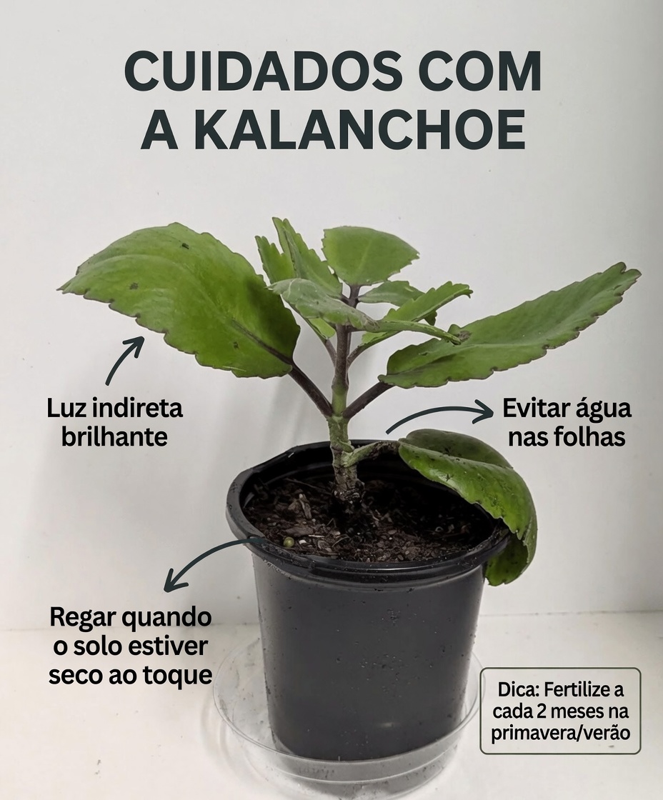 Explorando a versátil Kalanchoe Pinnata: como esta planta comum de jardim pode melhorar sua rotina diária