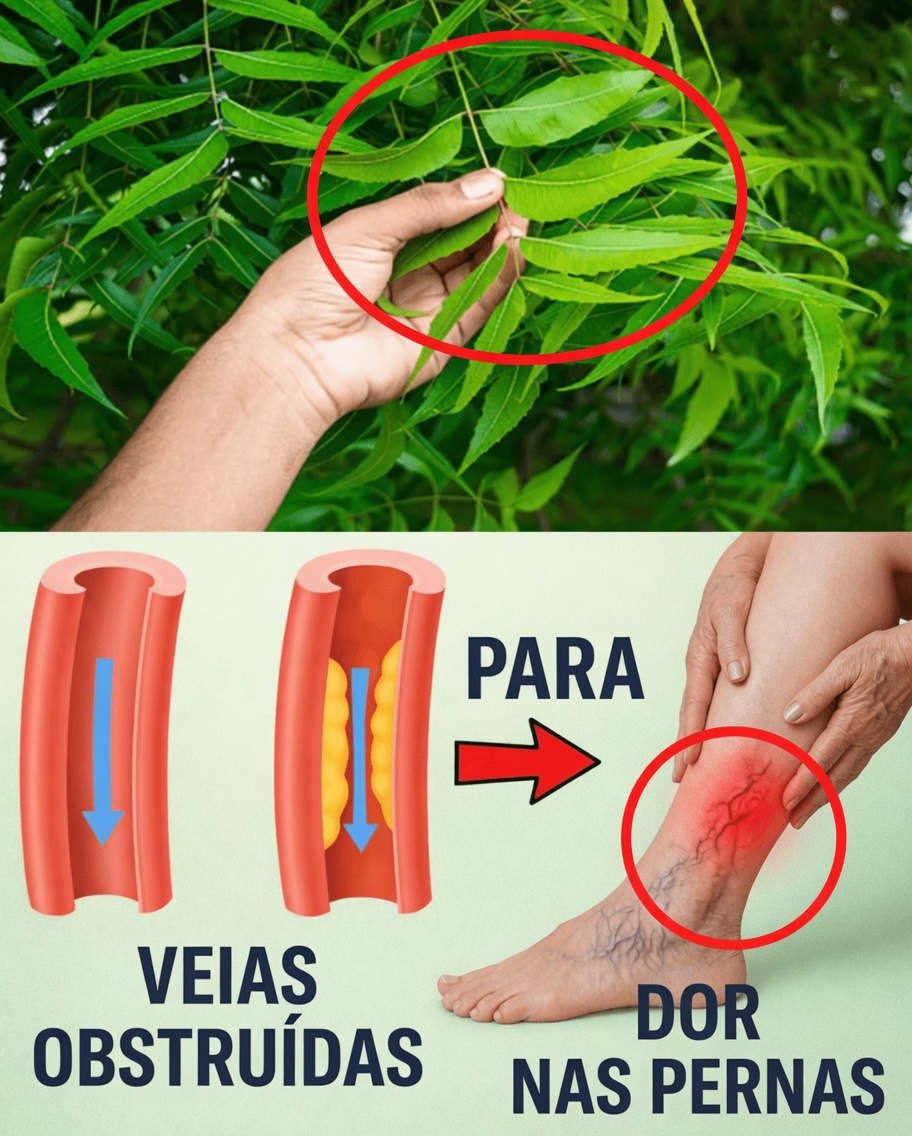 1 Folha Que Pode Ajudar a Controlar o Diabetes, a Pressão Arterial, a Dor no Corpo, o Colesterol e a Má Circulação