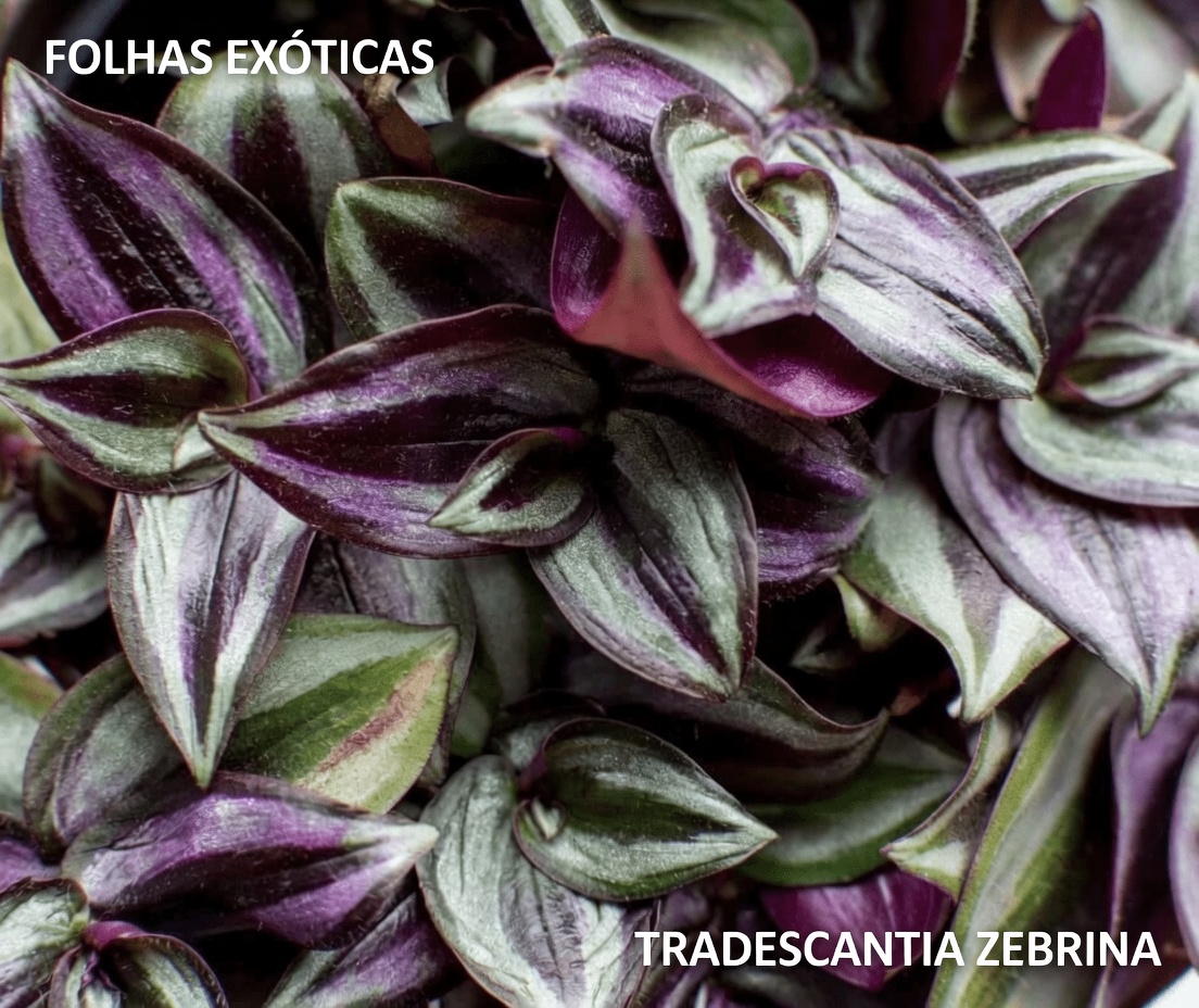 Chá de Ervas de Planta Roxa para a Circulação e o Bem-Estar Urinário: Um Ritual Diário Simples para Explorar