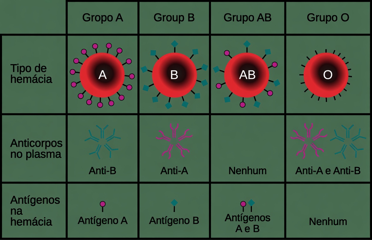 O Seu Tipo Sanguíneo Pode Influenciar Como Você Envelhece? O Que a Pesquisa Científica Revela Até Agora
