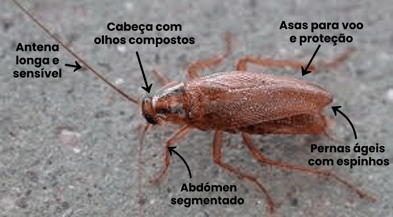 Truques para Casa e Jardim: Como Usar Cravos-da-Índia para Se Livrar de Insetos Naturalmente