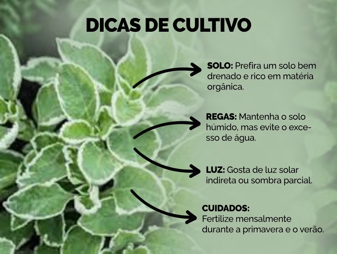 Apenas Uma Folha por Dia Pode Resolver 25 Problemas de Saúde