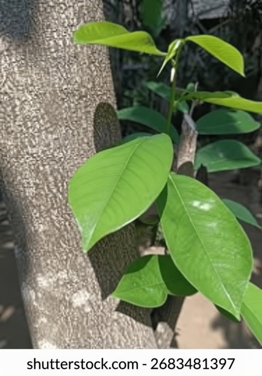 A Folha Que Destrói Células Cancerígenas — Por Que Ninguém Está Falando Sobre Isso