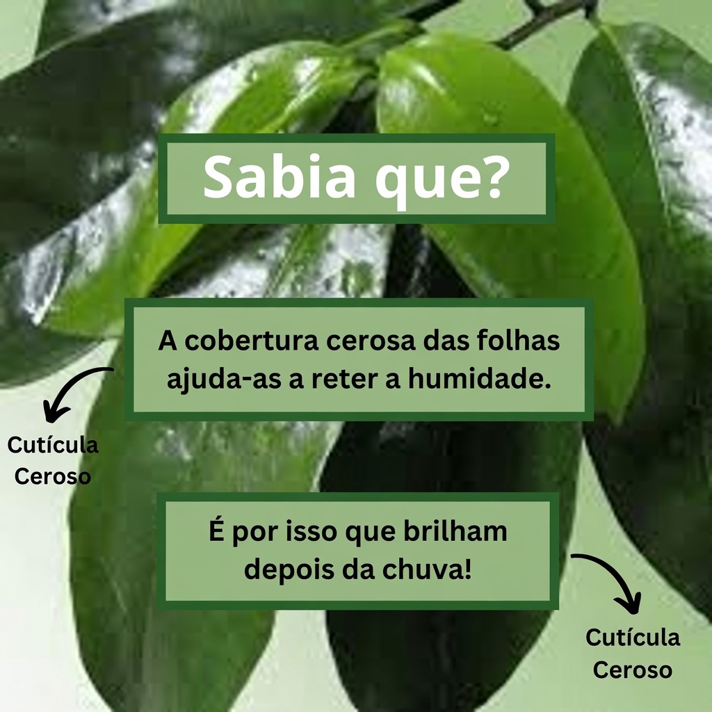 A Folha Que Destrói Células Cancerígenas — Por Que Ninguém Está Falando Sobre Isso