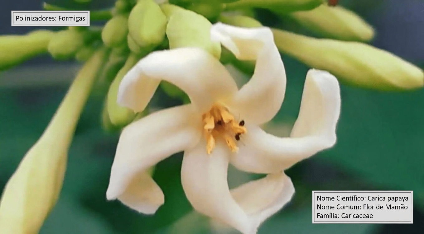 O Poder Oculto das Flores de Mamão: Será que Elas Podem Oferecer Mais Apoio ao Bem-Estar do que o Fruto?