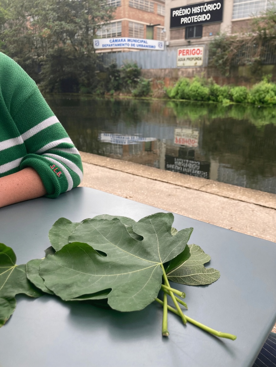 Benefícios das folhas de figueira e maneiras simples de usar esse verde negligenciado em casa
