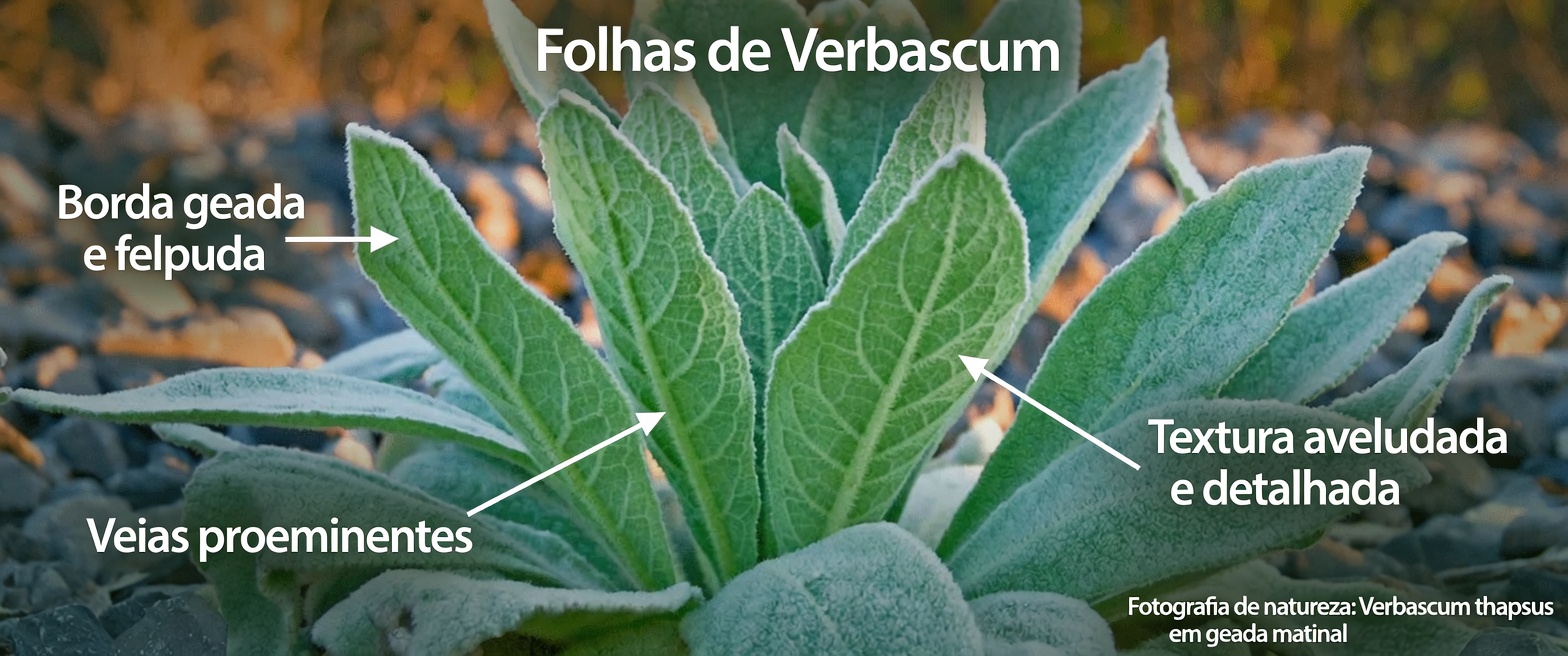 Descubra a folha que fortalece a saúde pulmonar, alivia a tosse e ajuda você a respirar melhor naturalmente