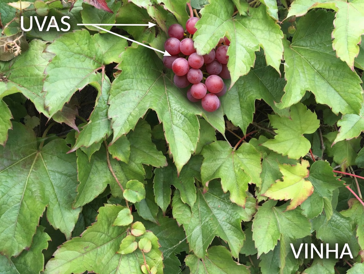 Descubra a folha que fortalece a saúde pulmonar, alivia a tosse e ajuda você a respirar melhor naturalmente