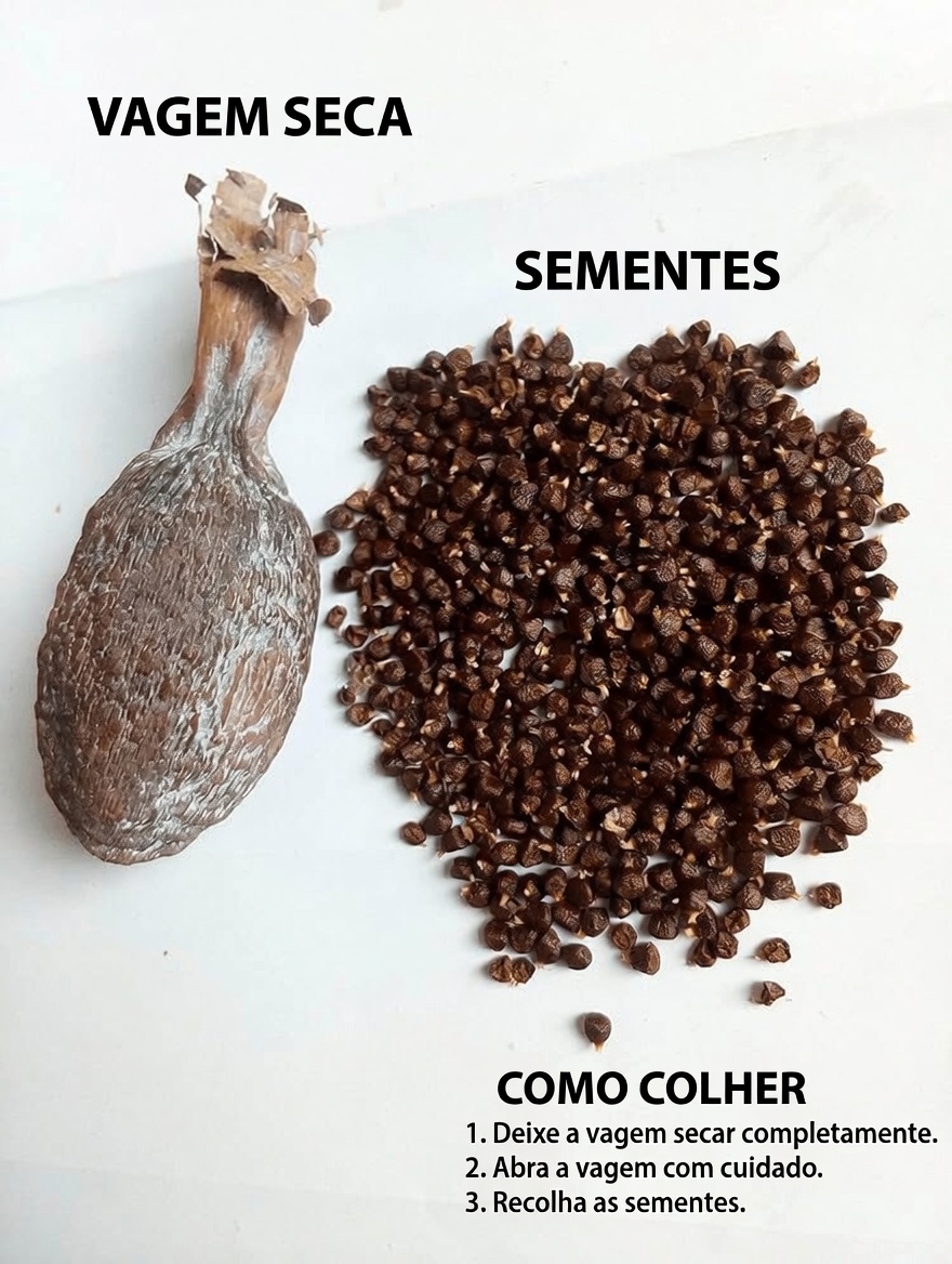 O surpreendente potencial de bem-estar da noz-de-cola amarga, da pimenta-da-guiné e da água de coco: explorando o trio tradicional da natureza