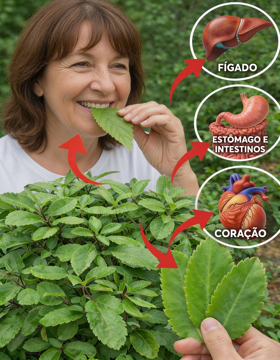 Você já se perguntou o que fazer com aquela planta comum “Folha-da-Vida” que cresce no seu jardim?
