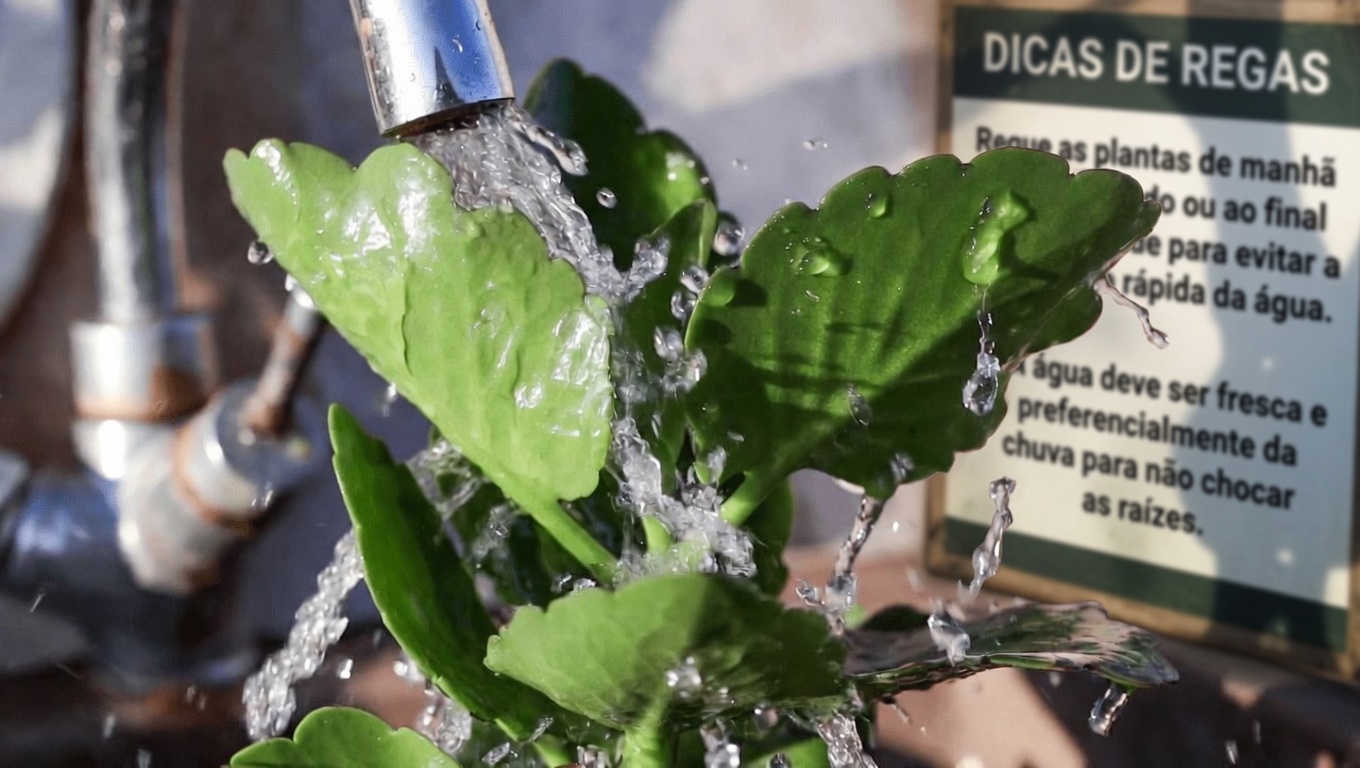 Você já se perguntou o que fazer com aquela planta comum “Folha-da-Vida” que cresce no seu jardim?