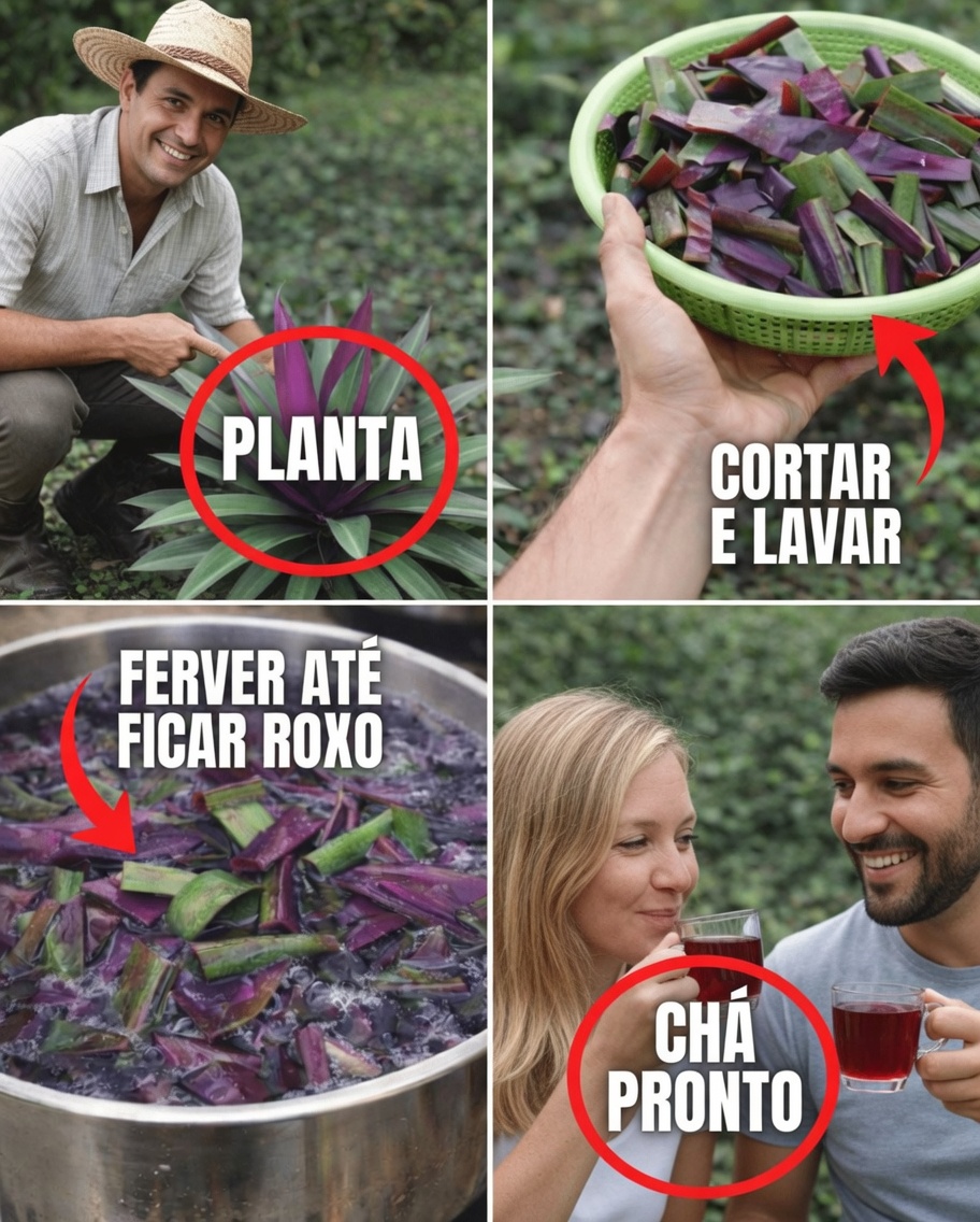 Descubra as folhas de Purple Heart: como preparar um chá de ervas vibrante a partir desta planta colorida