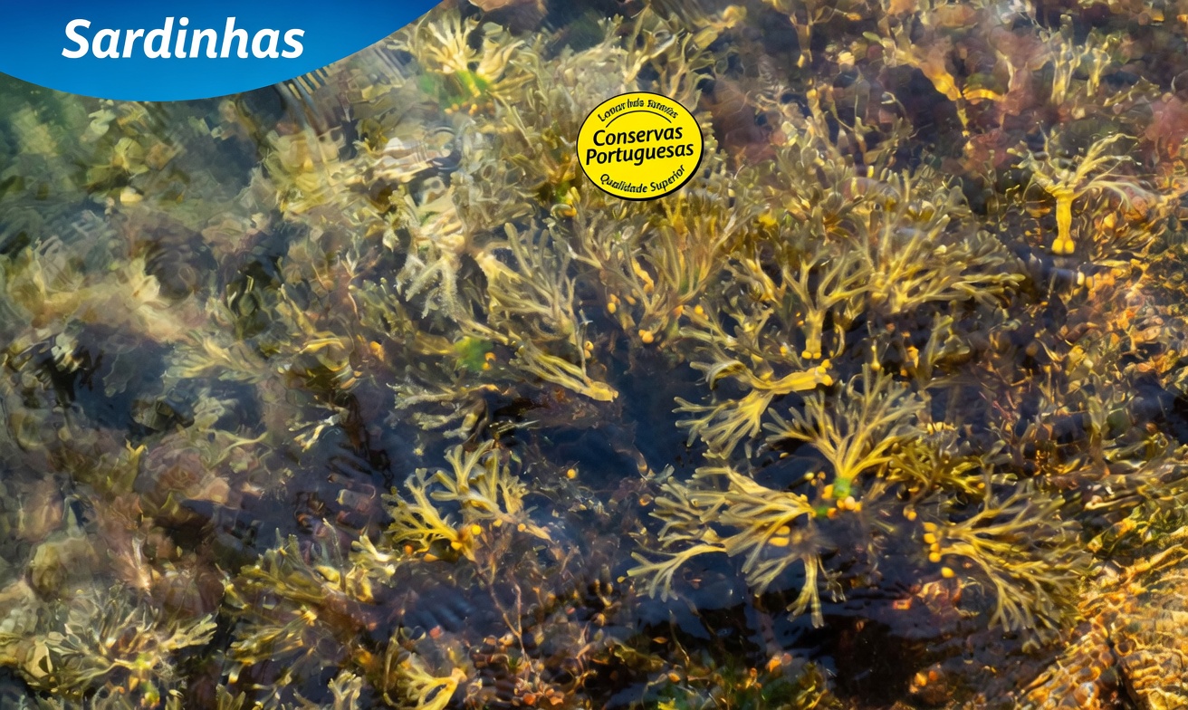 Ervas e folhas naturais que podem ajudar a apoiar a saúde da tireoide: segredos esquecidos que você deveria conhecer