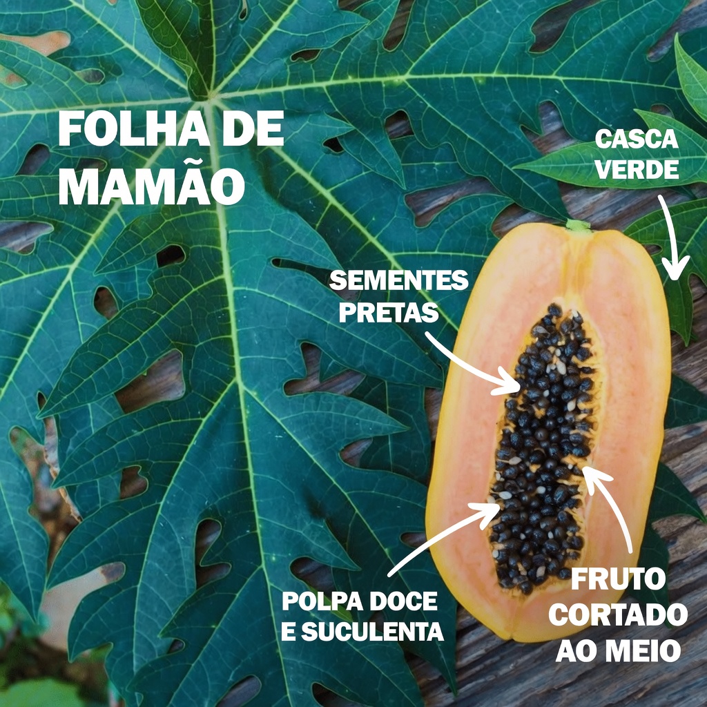 Sementes de Mamão para Alívio das Articulações: Um Hábito Diário Simples para Apoiar Naturalmente o Conforto dos Joelhos, das Costas e da Coluna
