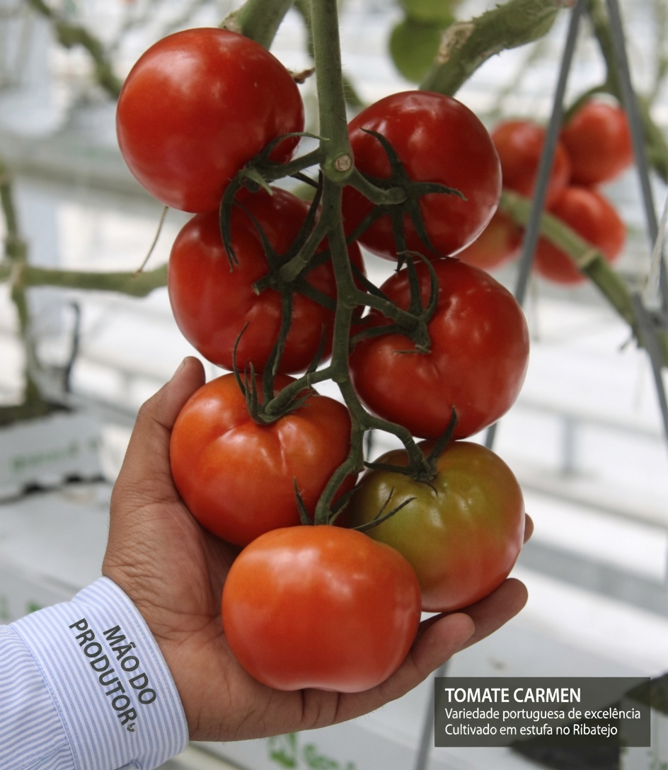 Pode uma fruta do dia a dia ajudar a saúde da próstata à medida que você envelhece? Descubra o poder dos tomates e mais