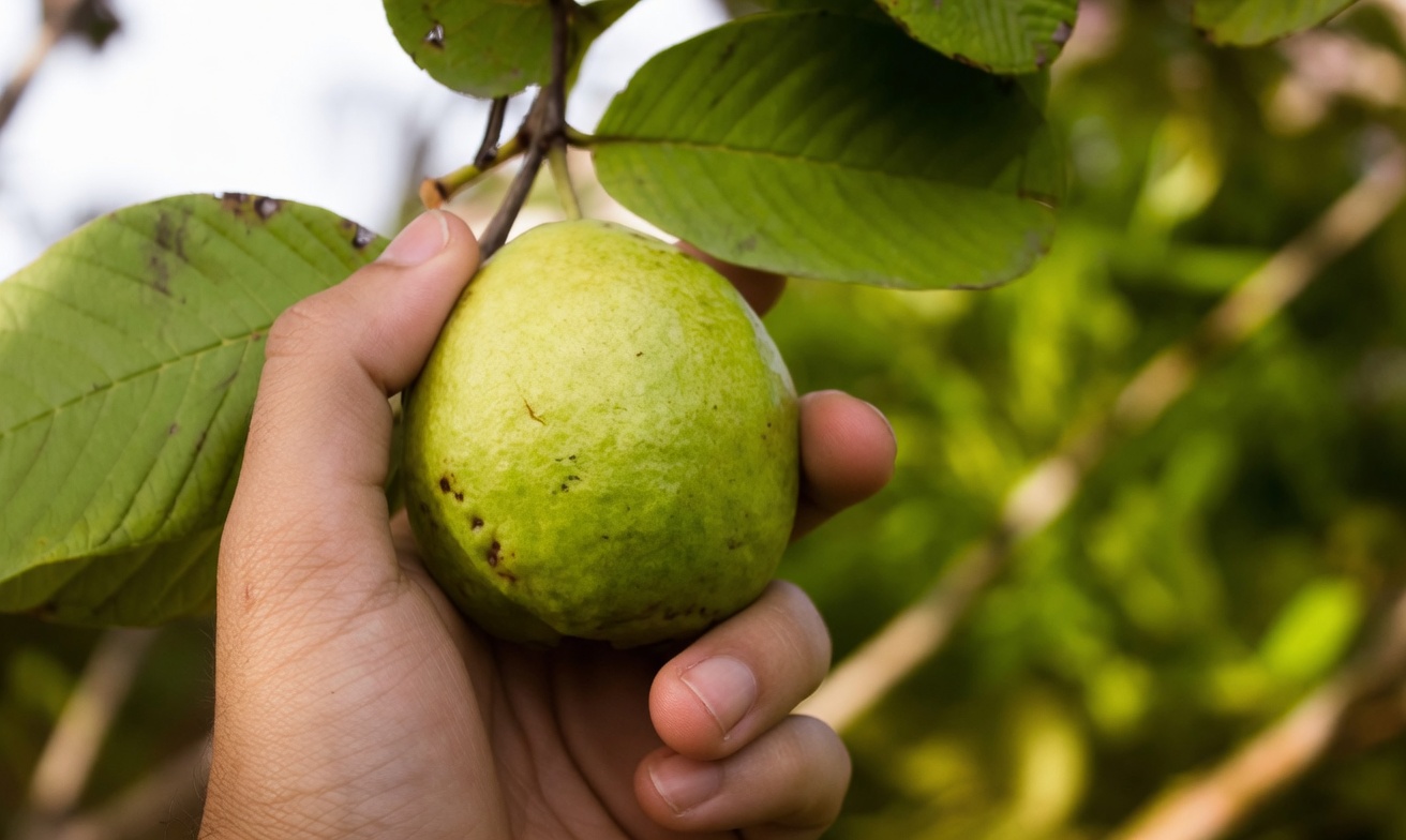 Descubra a Tradição Reconfortante: Infusão Natural de Ervas com Orégano, Poejo, Folhas de Louro e Folhas de Goiabeira
