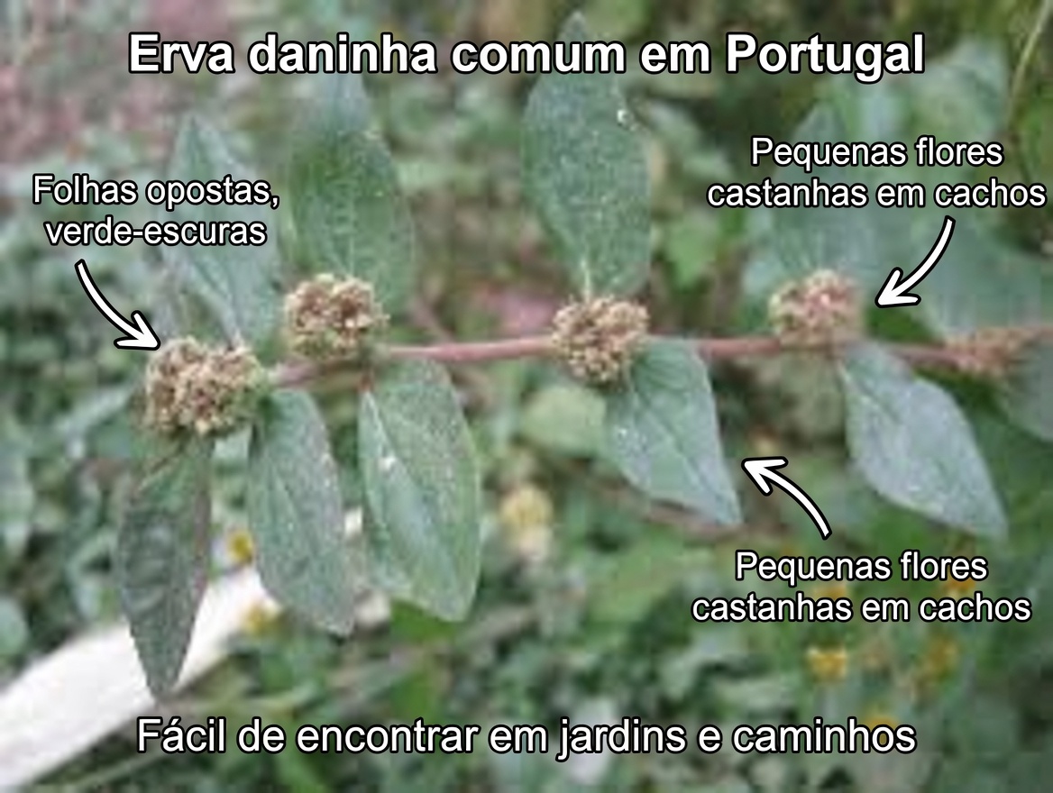 Por que os Curandeiros Tradicionais Há Muito Tempo Valorizam Esta Erva Daninha Comum de Jardim para o Conforto Ocular: Explorando a Euphorbia hirta