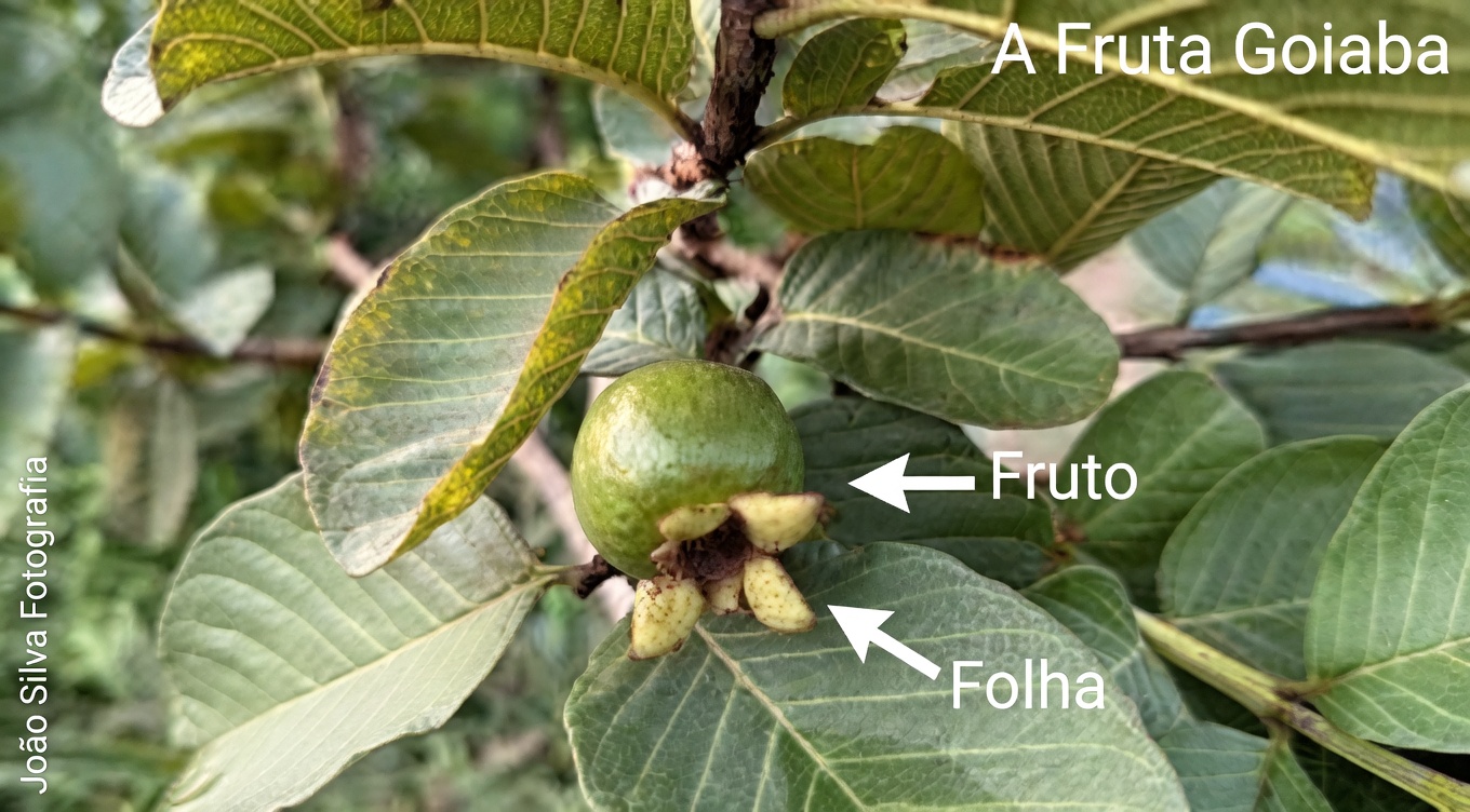 Explorando os Potenciais Benefícios para o Bem-Estar do Chá de Folhas de Goiabeira, Louro e Orégano