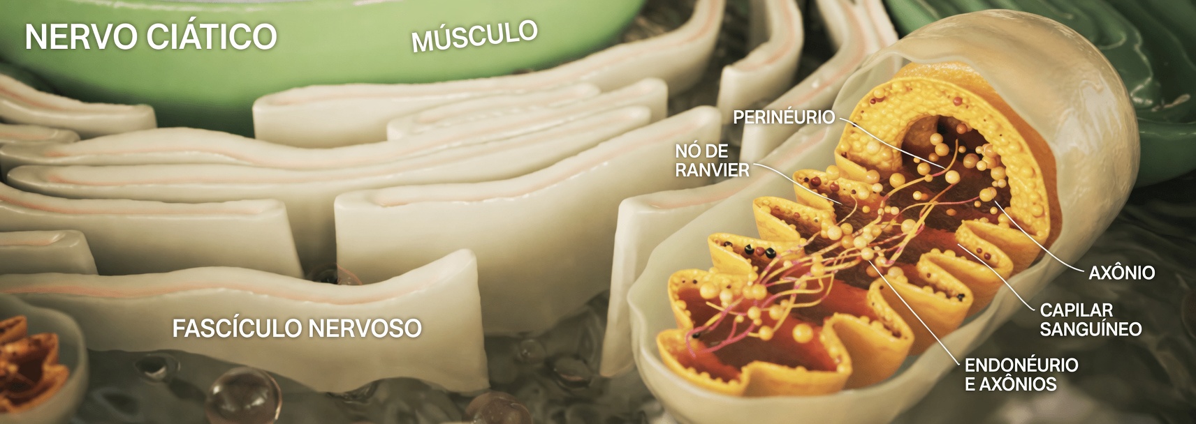 O Médico Mais Antigo do Japão Revela: A Vitamina nº 1 Ignorada para Ajudar a Apoiar o Conforto Articular em Idosos