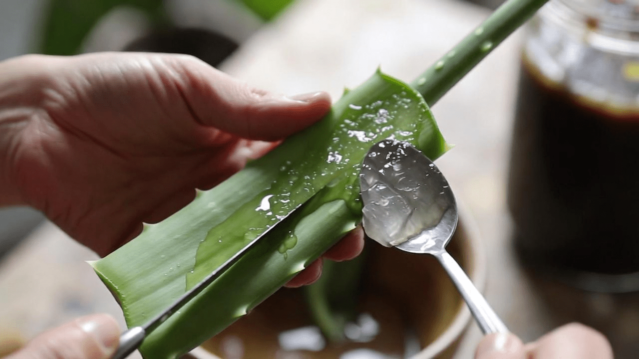 Explorando os Benefícios Naturais da Aloe Vera: Uma Mistura Caseira Simples com Limão, Mel e Cravos