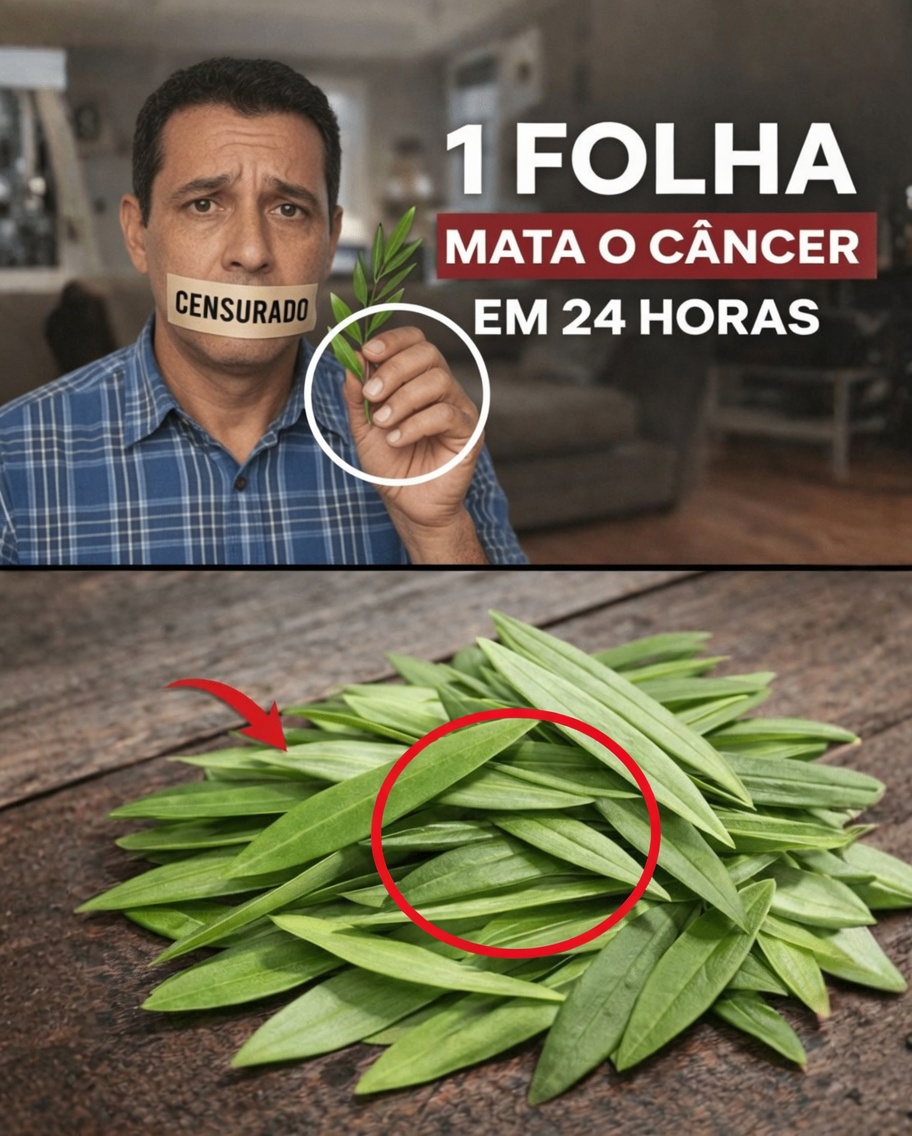 Quais são os potenciais benefícios para a saúde da folha de oliveira? Explorando a joia escondida da natureza