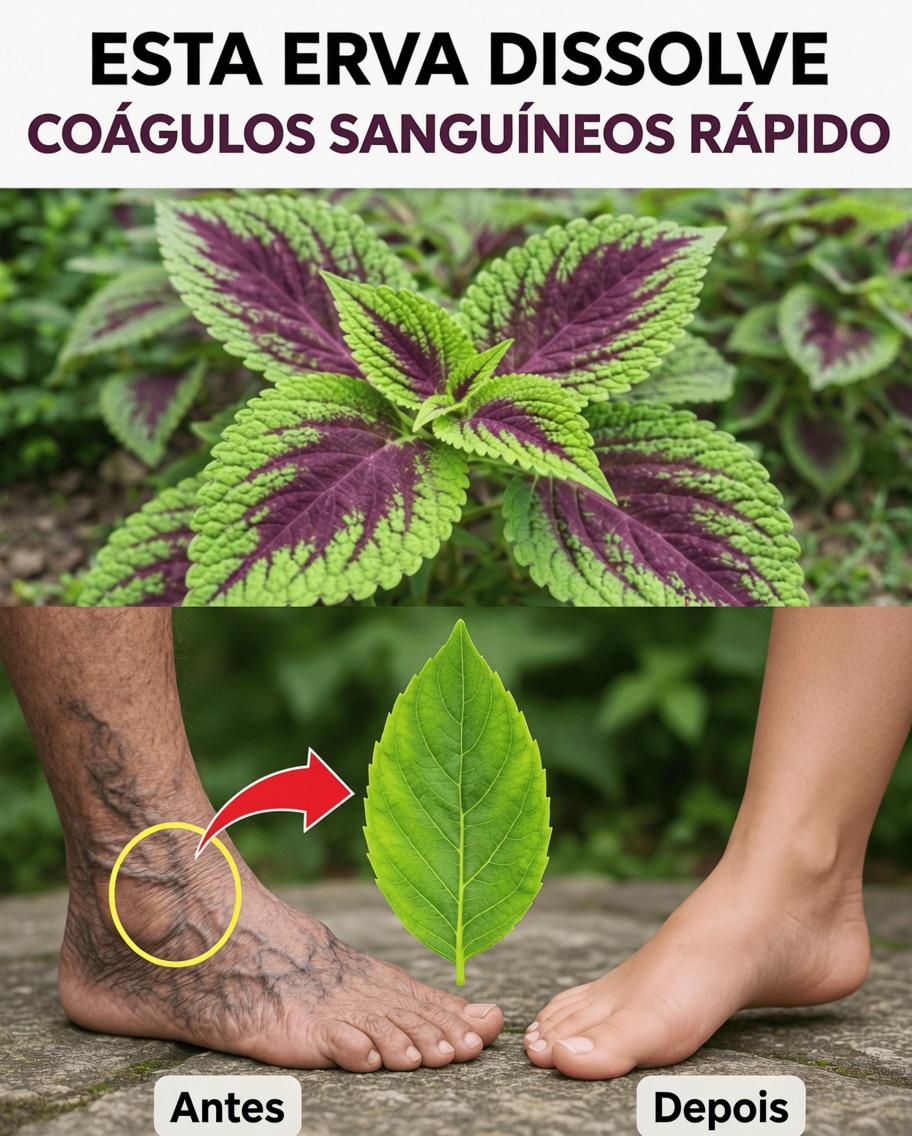 As 6 Ervas Poderosas Que Podem Ajudar a Apoiar Naturalmente uma Circulação Saudável