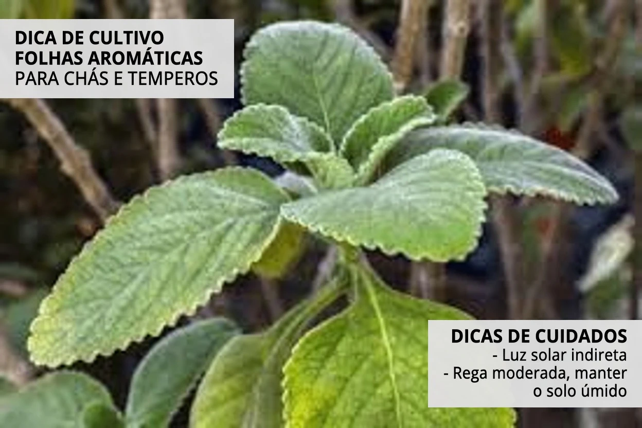 Esta erva comum está escondendo um risco potencial? O que os especialistas dizem sobre a folha de boldo e a sua saúde