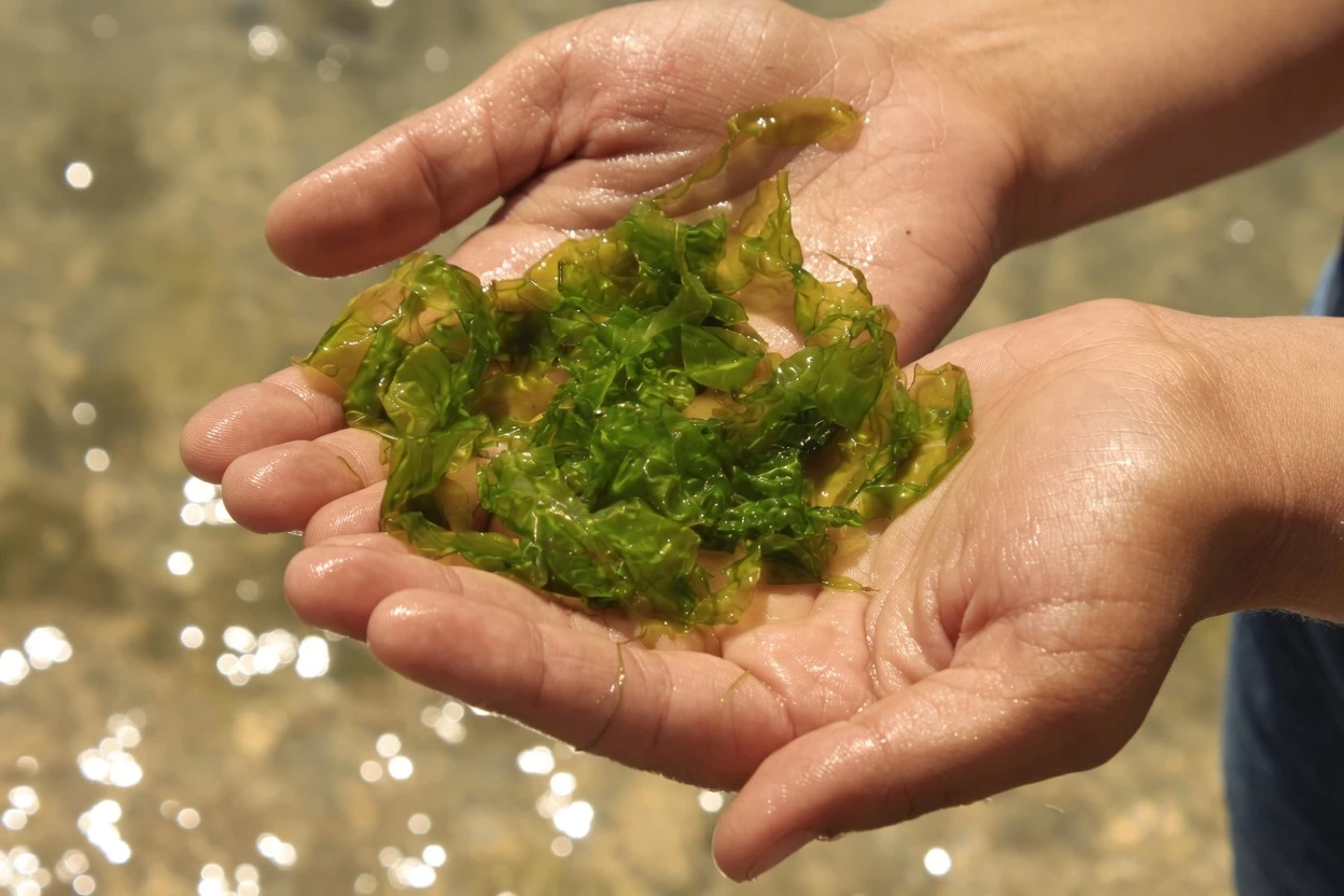 O Segredo Japonês da Longevidade: Como os Hábitos de Okinawa Podem Apoiar um Envelhecimento Saudável por Meio da Alimentação Consciente e de Processos Celulares Naturais