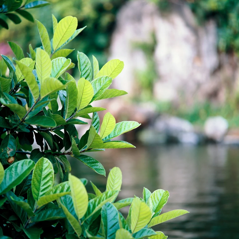 Explorando as Folhas de Goiabeira como um Suporte Natural para o Equilíbrio de Fluidos: O Que Você Precisa Saber